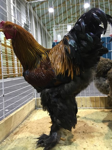 3DE15DE9-EED2-49C8-94F2-231FCC17A42E - Expo Otteveny 2018