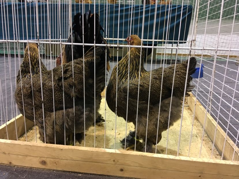 ADA88F90-C26D-4E00-B7A4-A12082559C39 - Expo Otteveny 2018