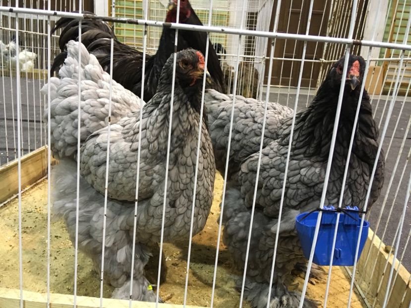 9034F8B5-D0E4-4918-A49B-EE059DFA3FD7 - Expo Otteveny 2018