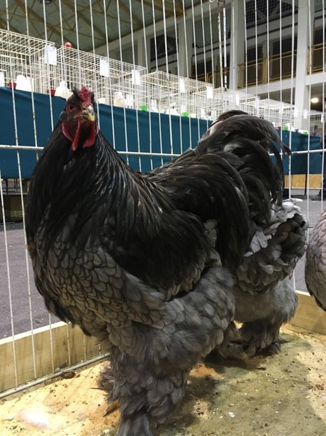 8E1ECA34-7D0A-46D2-84E5-6EE218B00812 - Expo Otteveny 2018