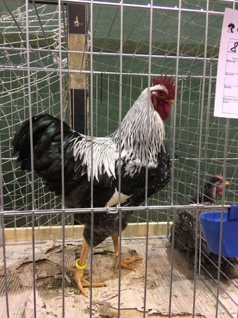 B9B01580-9EDE-481D-88BE-AC5576F732D8 - Expo Otteveny 2018