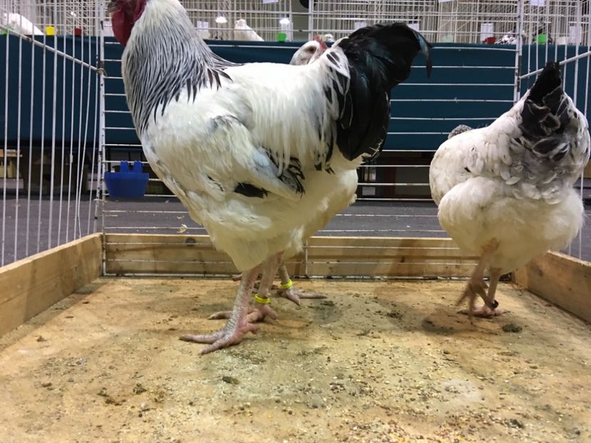 079B278E-C8A6-46D2-85C0-BF99833BA870 - Expo Otteveny 2018