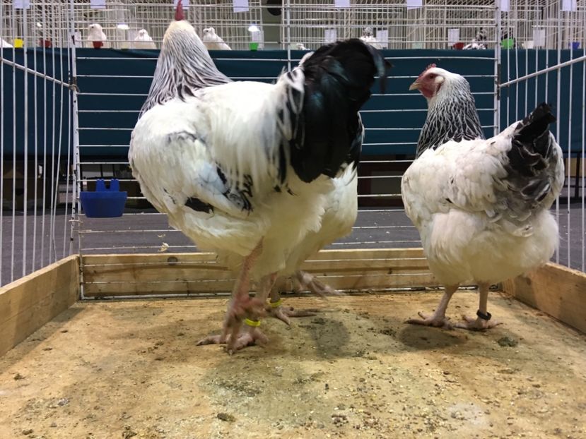 589B8980-E15D-40B0-AAB5-2D3A2FEB073B - Expo Otteveny 2018