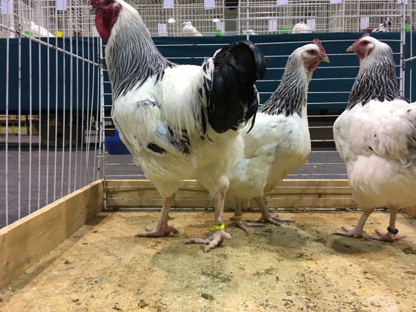 DB2530C1-C60D-4B3F-9703-E0B4AA67BA84 - Expo Otteveny 2018