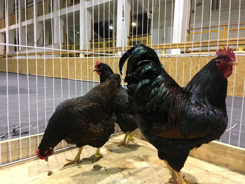 4476F4A8-438B-4655-9D3D-6CFDD9FDD698 - Expo Otteveny 2018