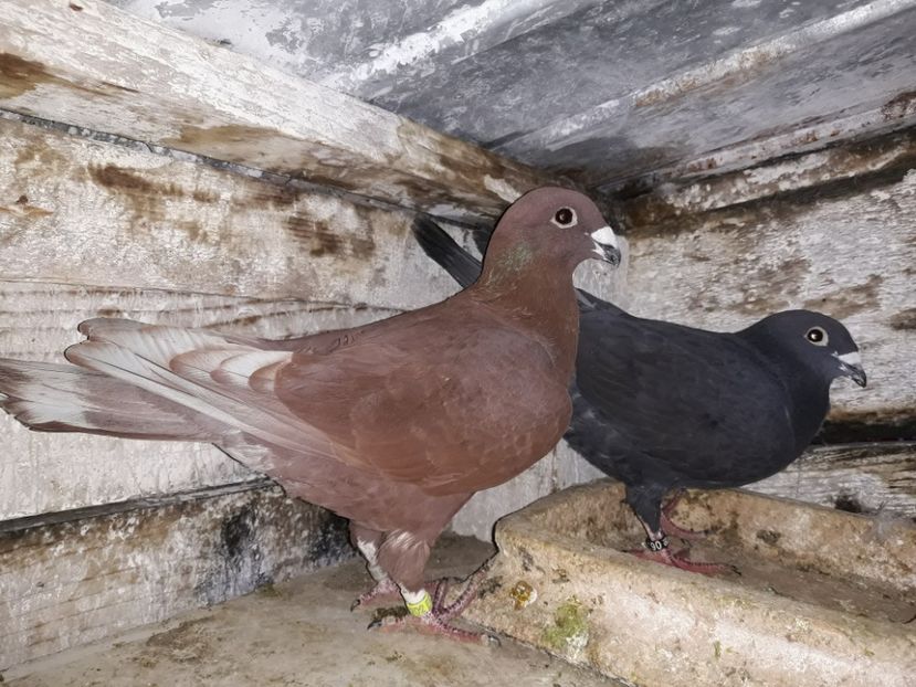 M2017-F2016 - 7-Perechi 2018