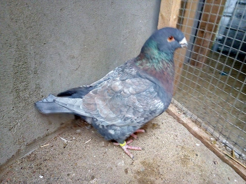  - AMERICANI MATCA PENTRU 2018