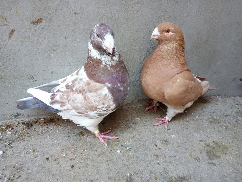  - AMERICANI MATCA PENTRU 2018