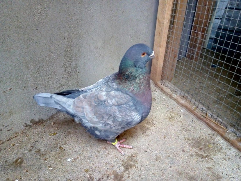  - AMERICANI MATCA PENTRU 2018