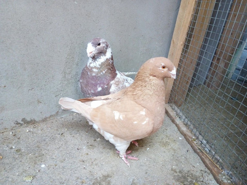  - AMERICANI MATCA PENTRU 2018