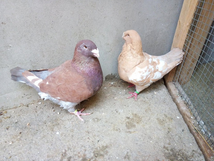  - AMERICANI MATCA PENTRU 2018