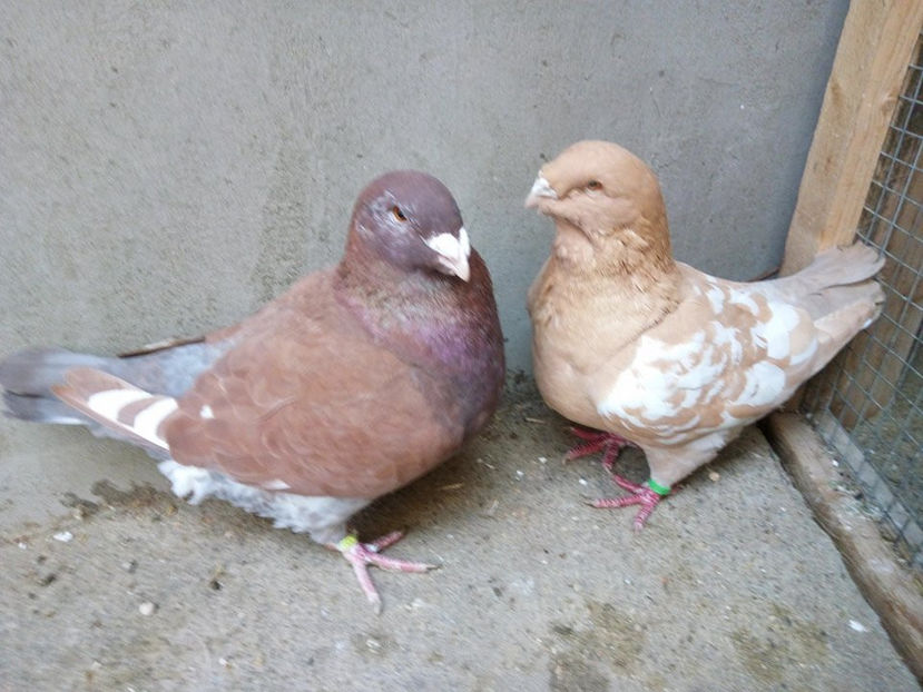  - AMERICANI MATCA PENTRU 2018