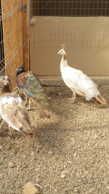  - pauni purple pied