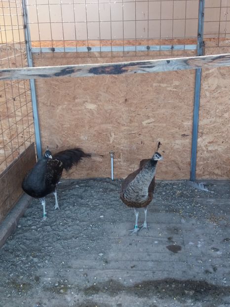  - pauni bufford bronze blackshoulder spalding