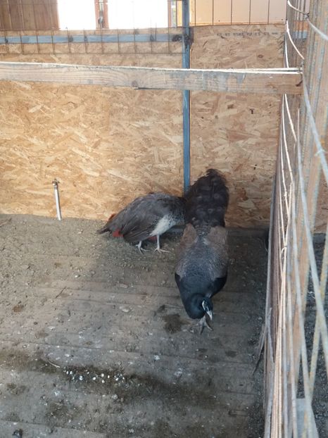  - pauni bufford bronze