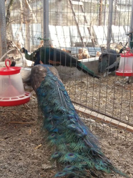 IMG-20170714-WA0003 - pauni purple blackshoulder