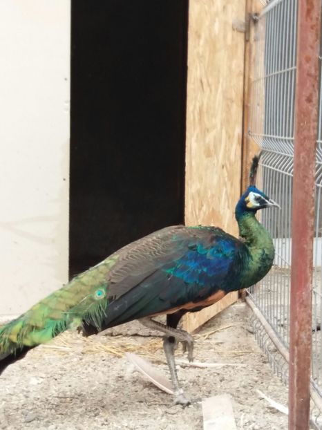 IMG-20170714-WA0009 - pauni verde de jawa muticus muticus