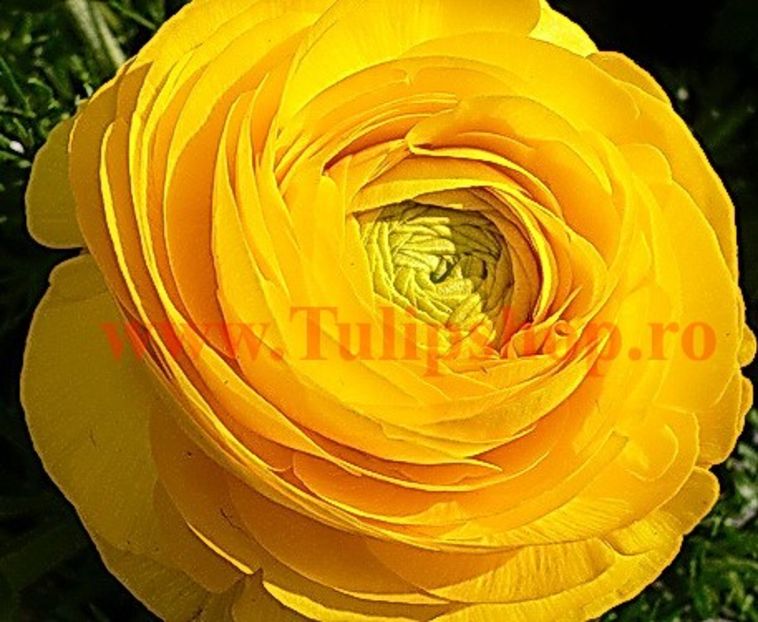 Bulbi Ranunculus Galben (Piciorul Cocosului) - Bulbi Flori Primavara 2018