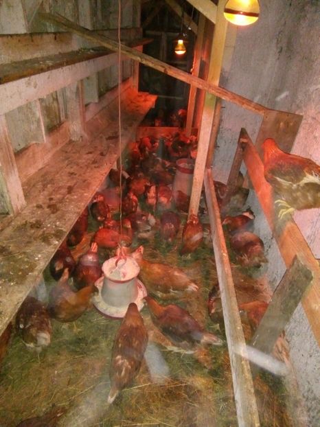  - de vanzare puicute OOTOARE Lohmann Brown au varsta de 7 luni