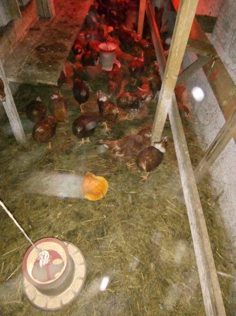  - de vanzare puicute OOTOARE Lohmann Brown au varsta de 7 luni