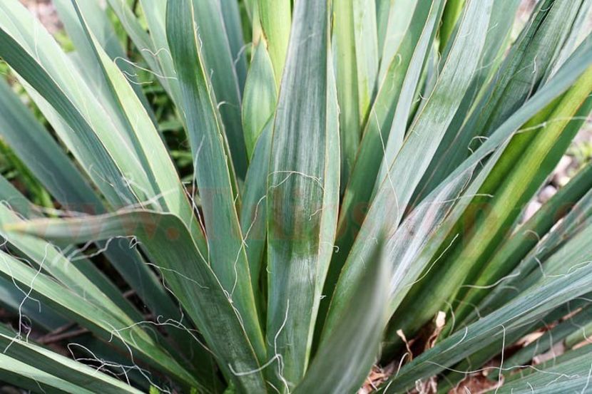 Bulbi Yucca Filamentosa - Bulbi Flori Primavara 2018