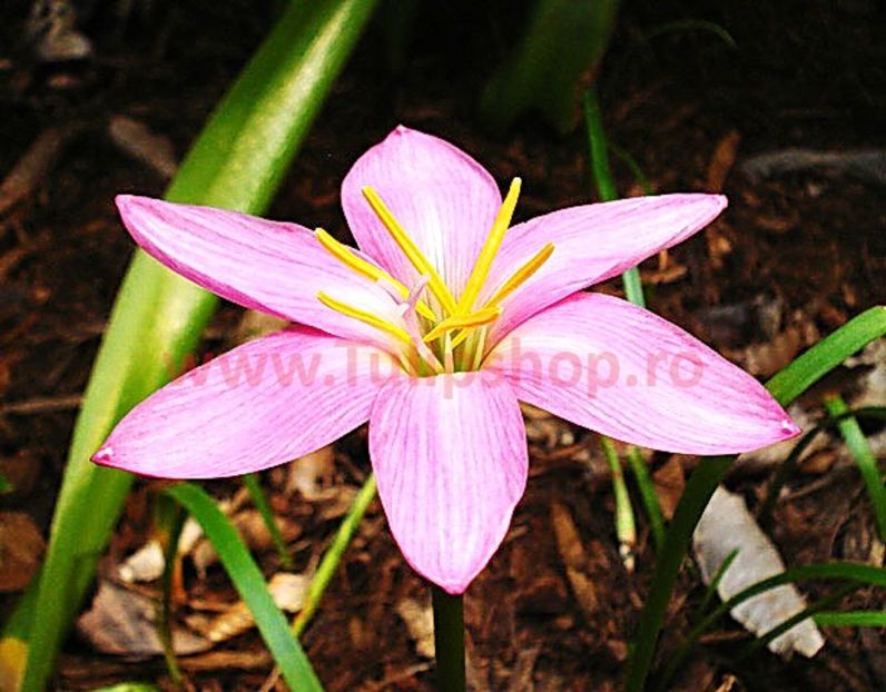 Bulbi Zephyranthes Rosea - Bulbi Flori Primavara 2018