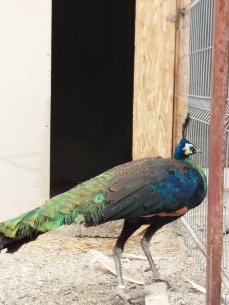 27018806_400950450356579_1913858531_o - pauni verde de jawa muticus muticus