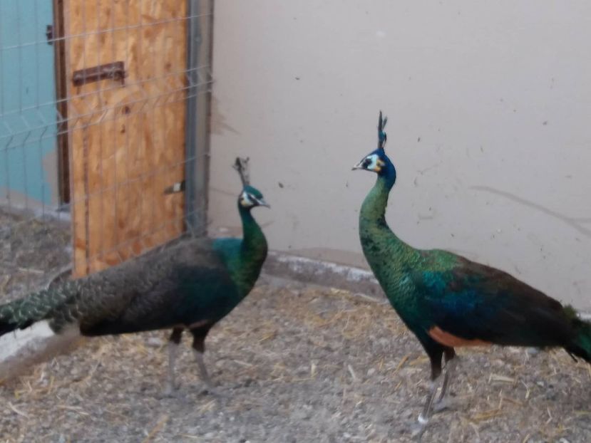 27046819_400952780356346_1336060974_o - pauni verde de jawa muticus muticus