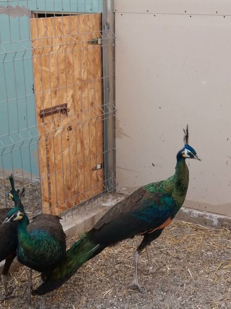 27047287_400952873689670_1889322982_o - pauni verde de jawa muticus muticus