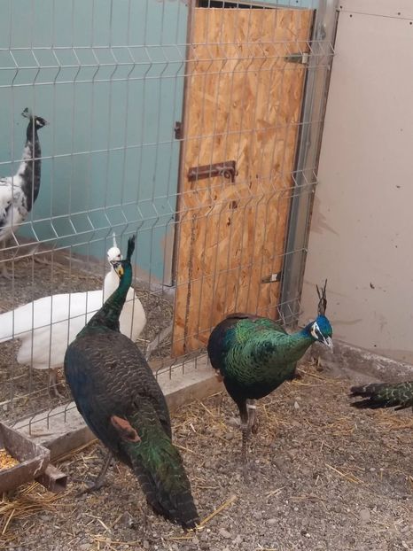 27048685_400952223689735_168136289_o - pauni verde de jawa muticus muticus