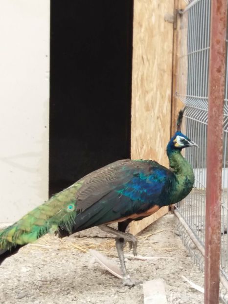 27265198_400950223689935_1550167716_o - pauni verde de jawa muticus muticus