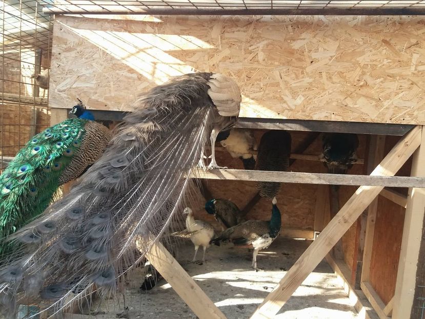 27047257_400951973689760_2045759537_o - pauni castano