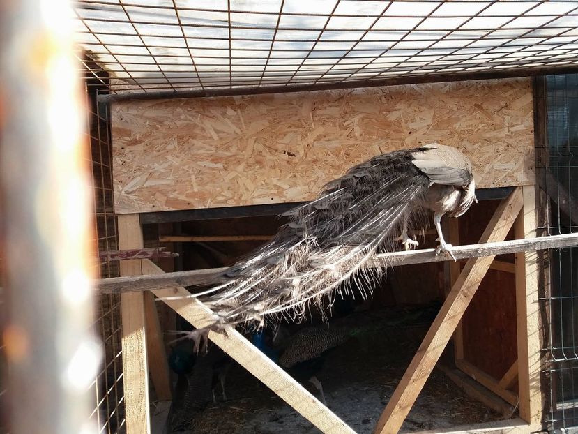 27140043_400953730356251_2097260606_o - pauni castano