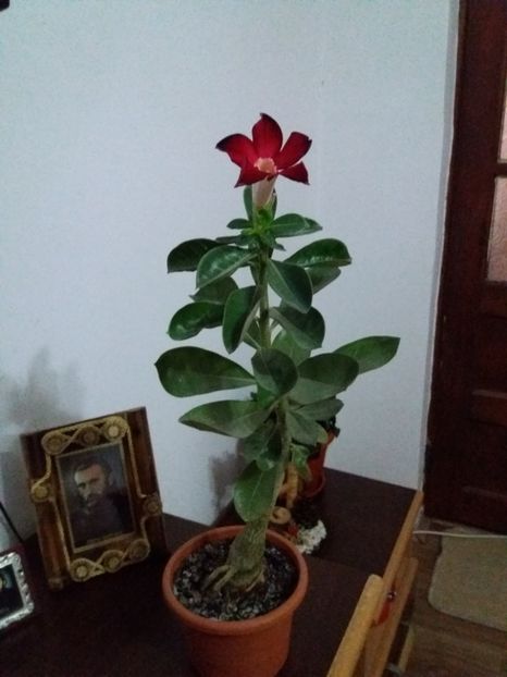  - plumerii si adenium