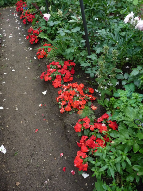 P2210354 - Impatiens