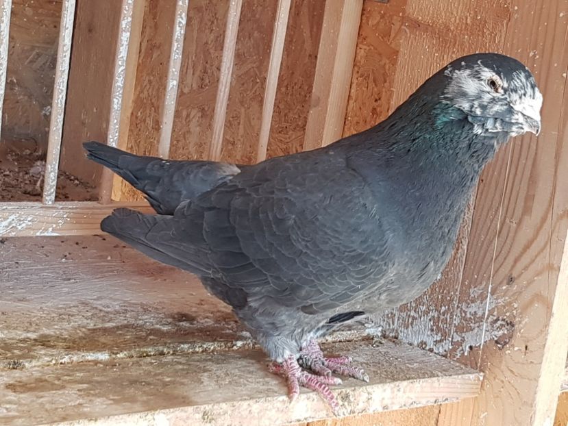 Femela 2011 - amintiri