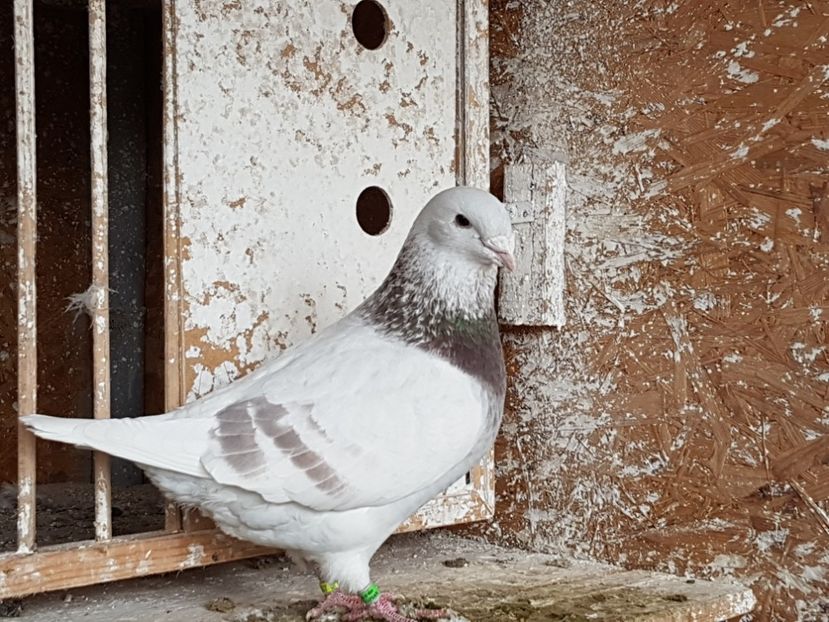 Mascul 2017 - amintiri