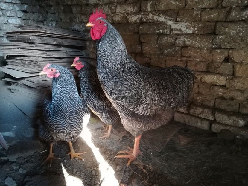 temp0 - Găini plymouth