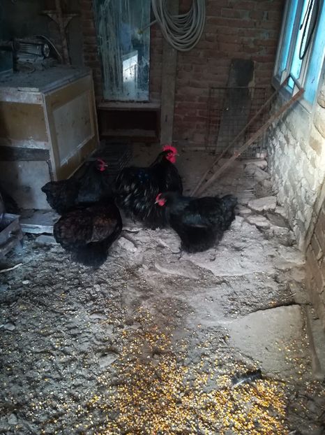 - Găini orpinton negru