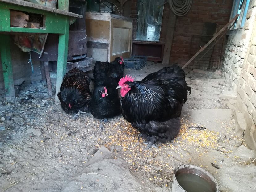  - Găini orpinton negru