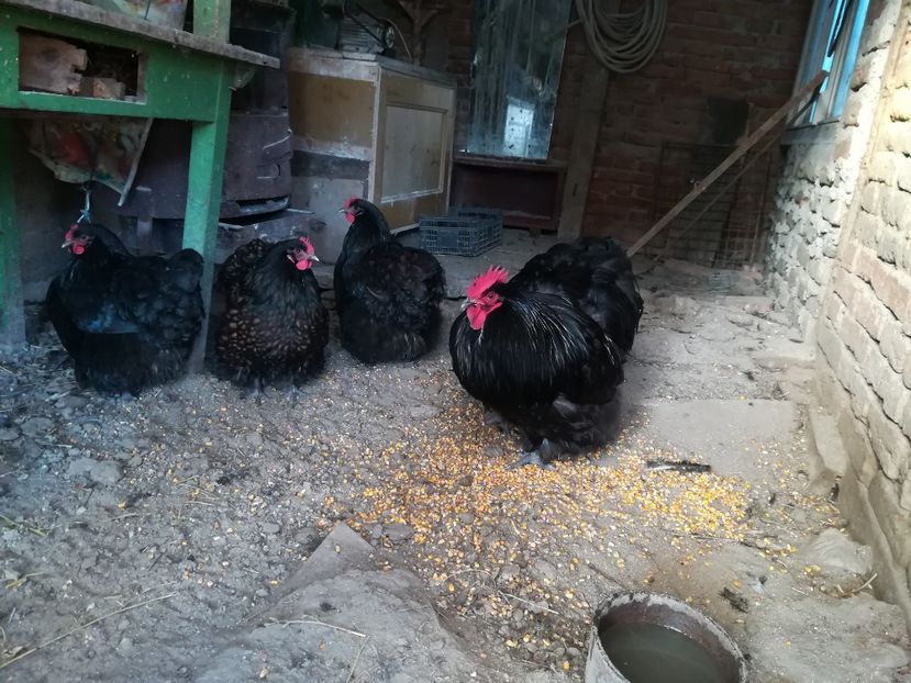 - Găini orpinton negru