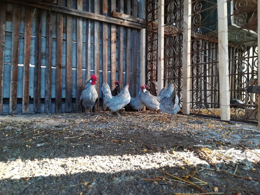  - găini pitice albastre