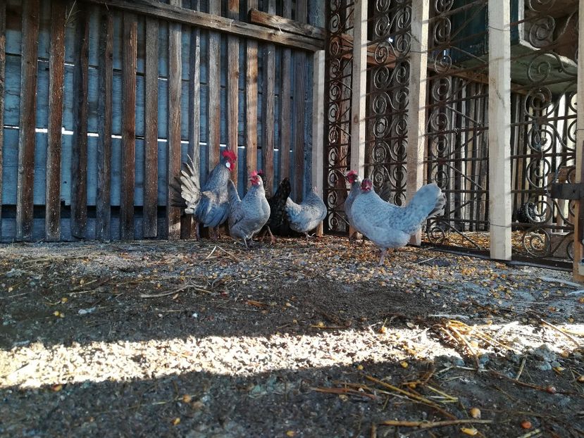 - găini pitice albastre