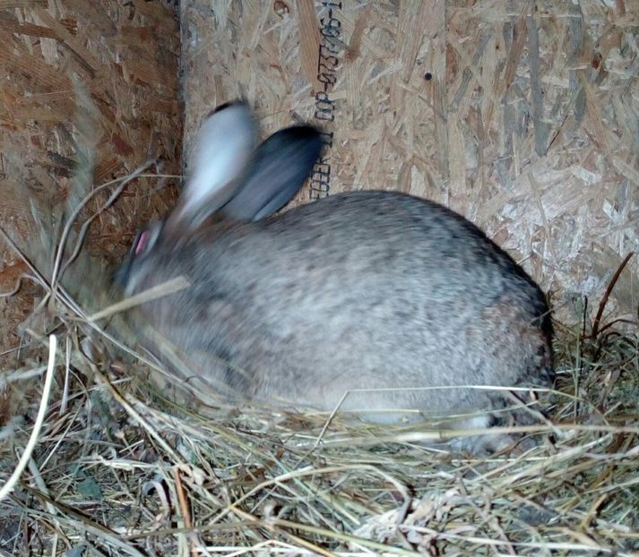 Hycole - Iepuri 2018