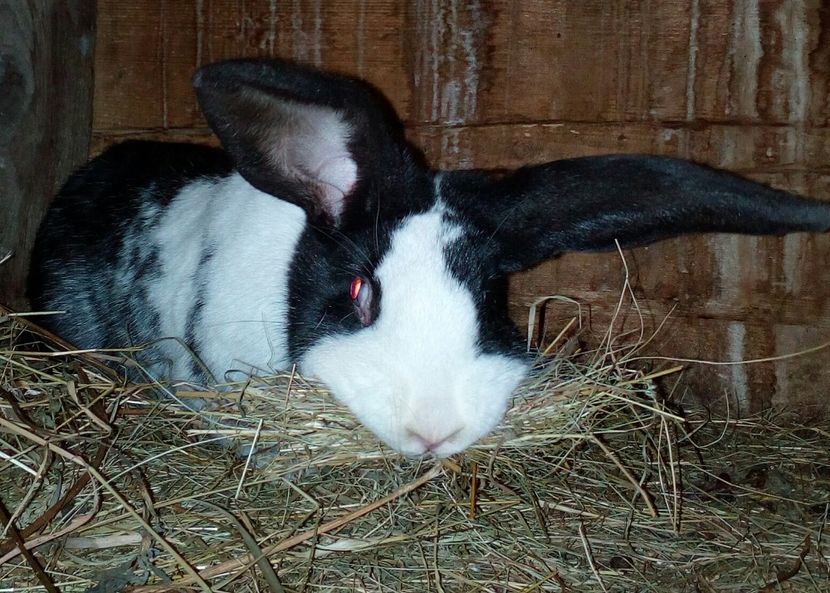 Hycole - Iepuri 2018