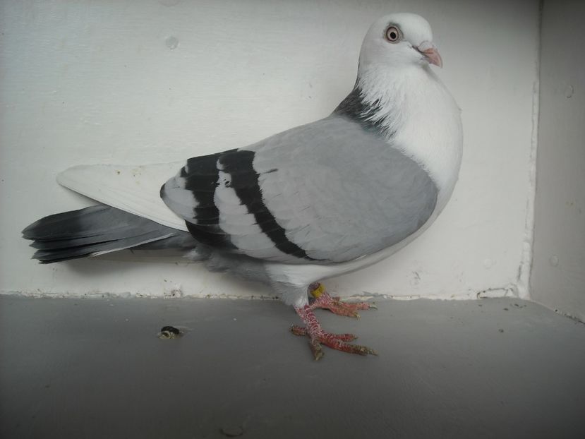  - jucatori de galati pe albastru