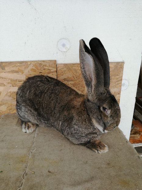  - Mascul 1 RO 5 1721