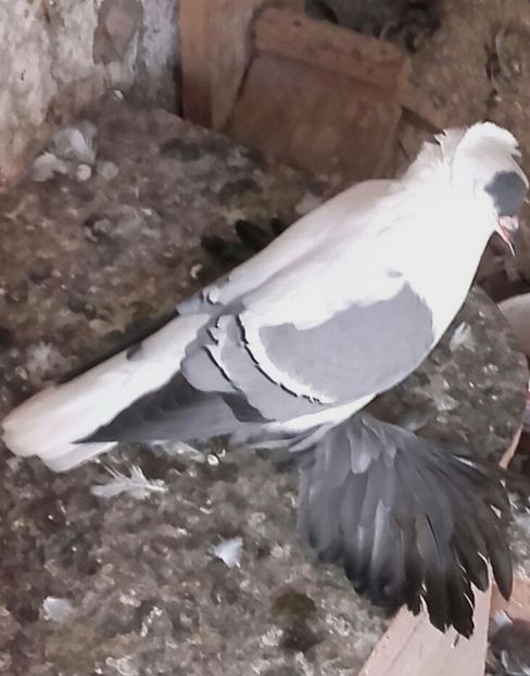 IMG-20171027-WA0062-1 - Randunele de Saxonia