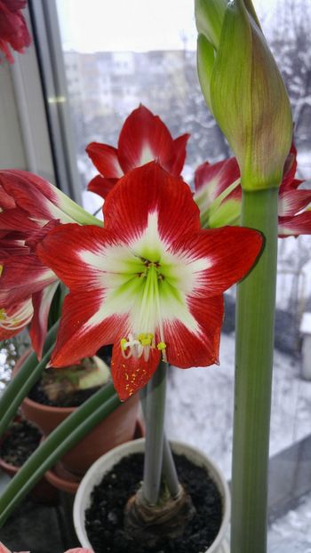  - Hippeastrum 2017 2018