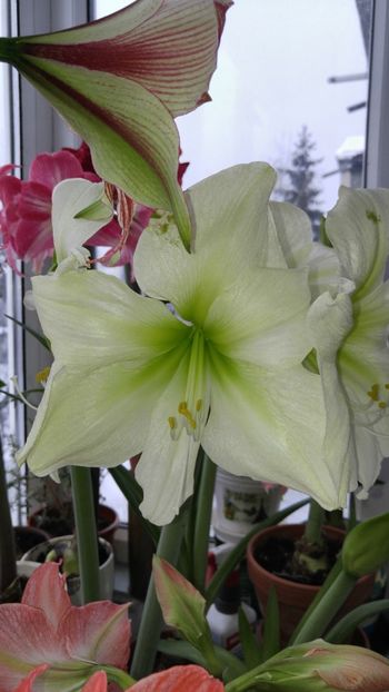  - Hippeastrum 2017 2018